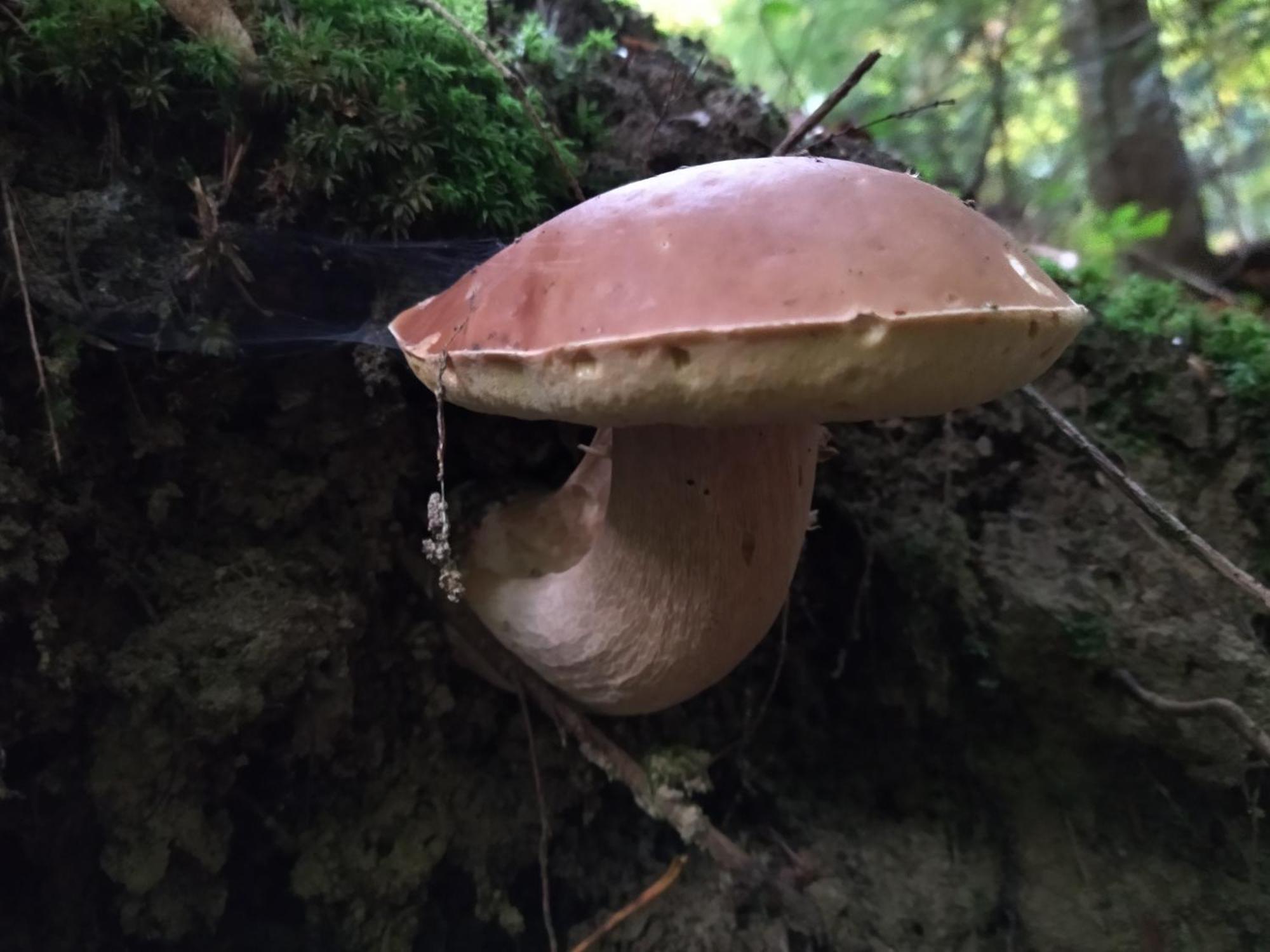 Orlik - Pokoje Goscinne Uscie Gorlickie Buitenkant foto