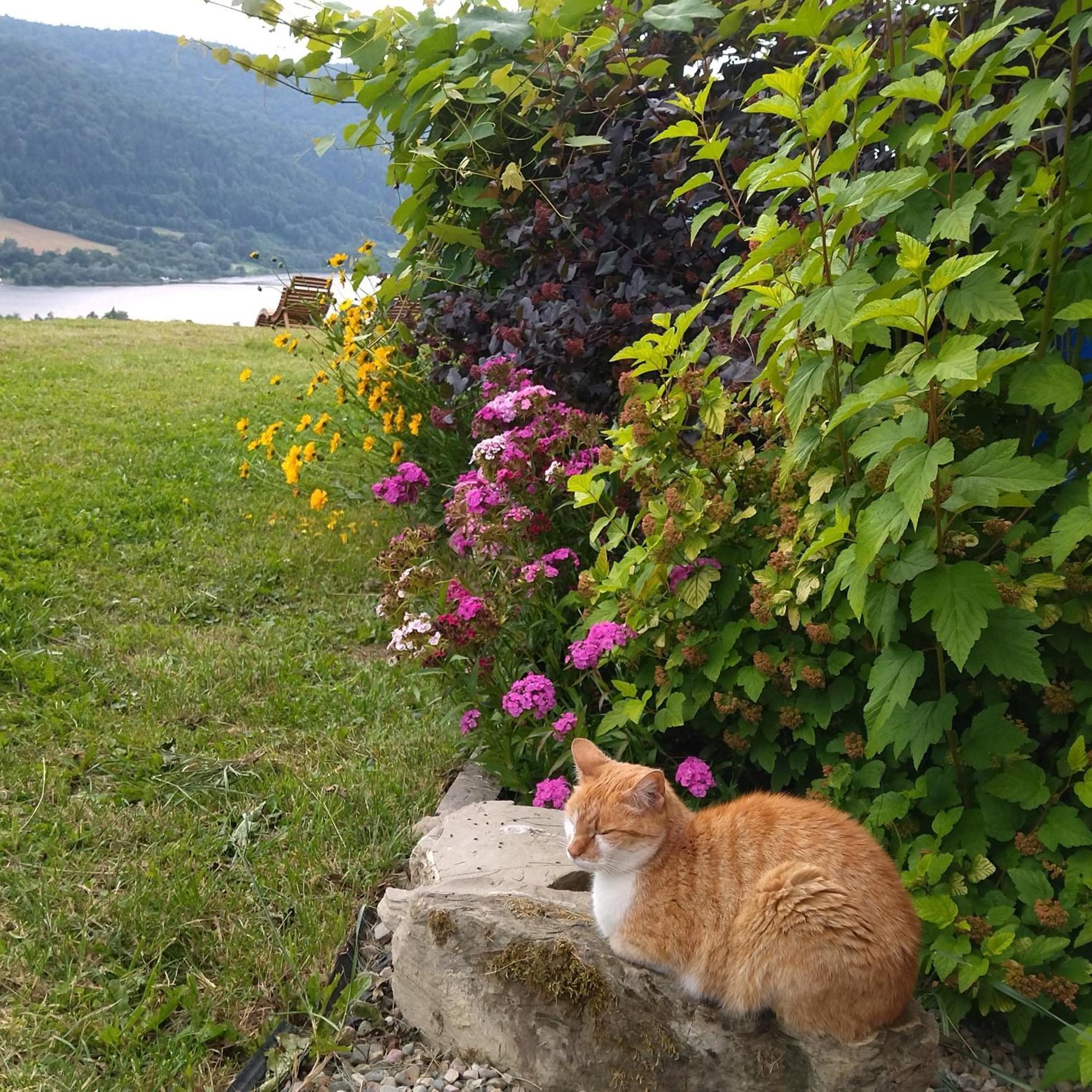 Orlik - Pokoje Goscinne Uscie Gorlickie Buitenkant foto